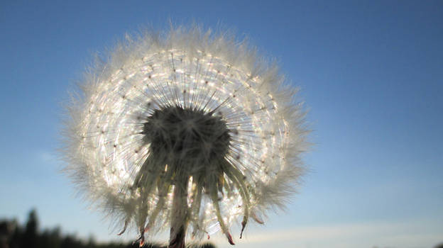 Sun dandelion