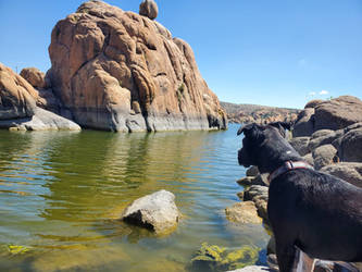 My dog Ubbe at Watson Lake in AZ