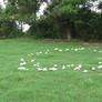 Fairy Ring