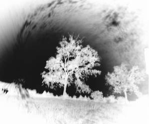 Backlit Tree Negative