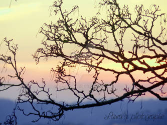 Branches of tree