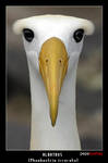 Albatros by Pepedu