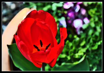 Tulip in HDR