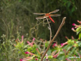 Dragon Fly.