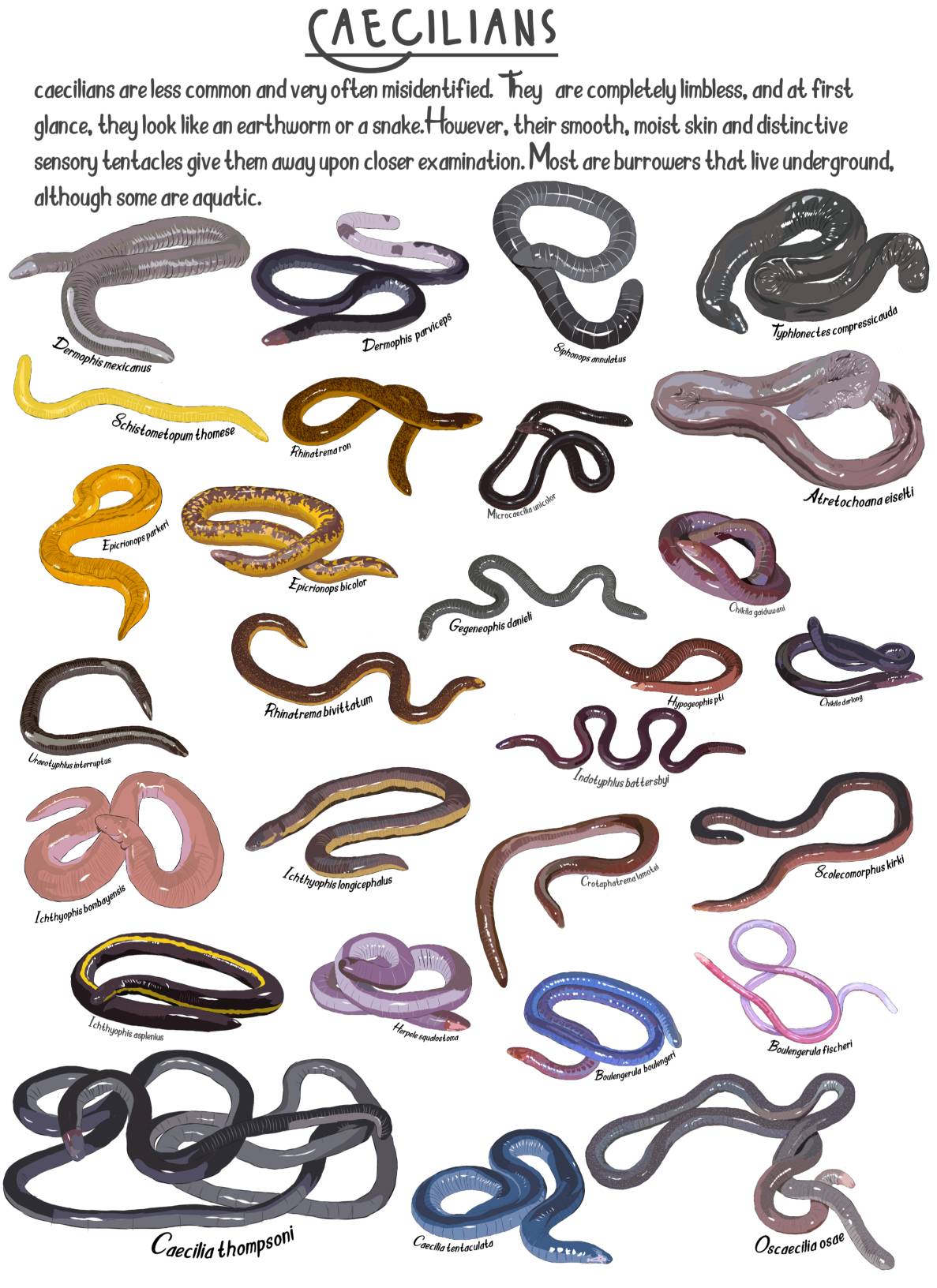 List Of Caecilians Creatures Of Order Gymnophiona By Udithraj On list-of-caecilians-creatures-of-order-gymnophiona-by-udithraj-on