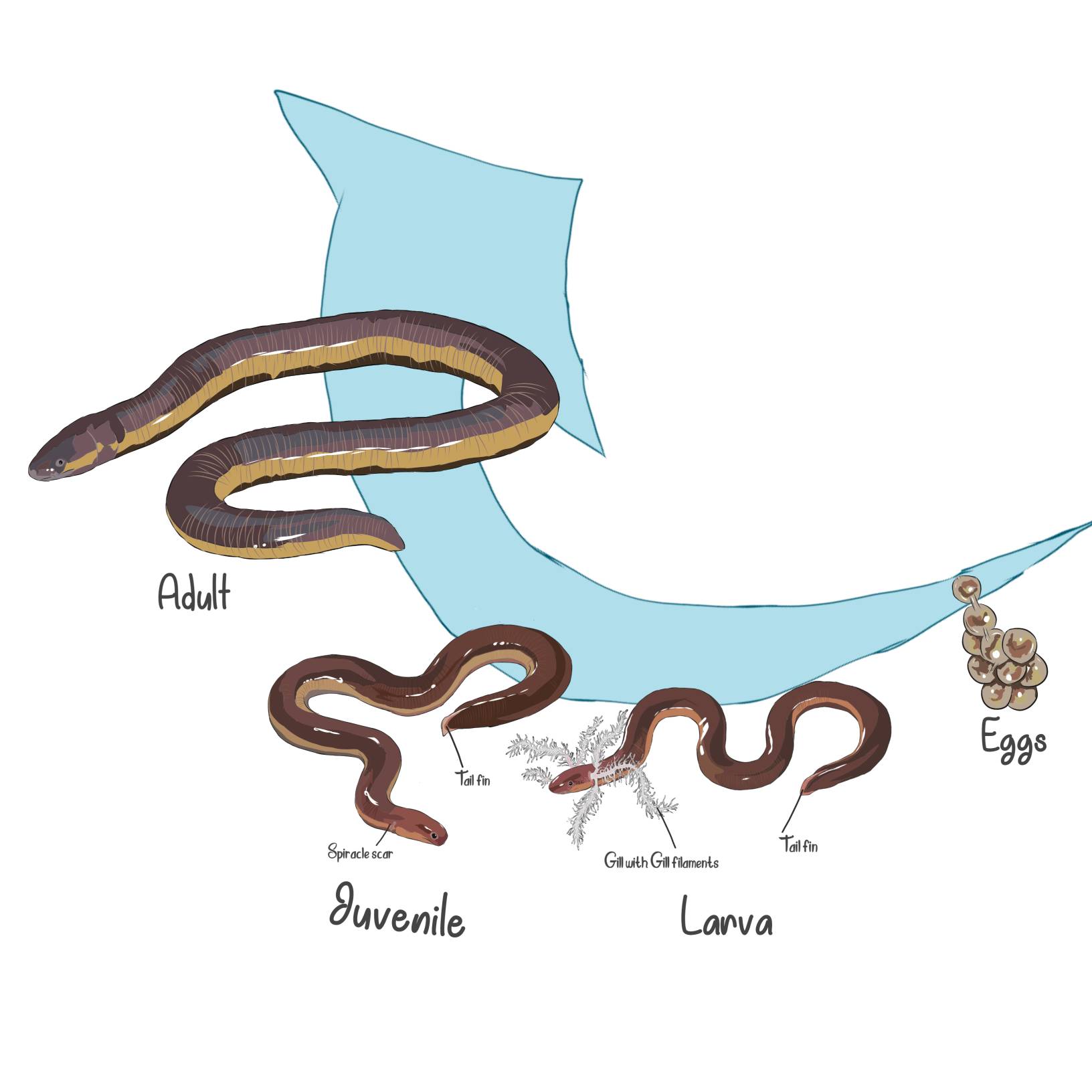 life cycle diagram of metamorphic
