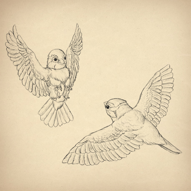 How to draw birds