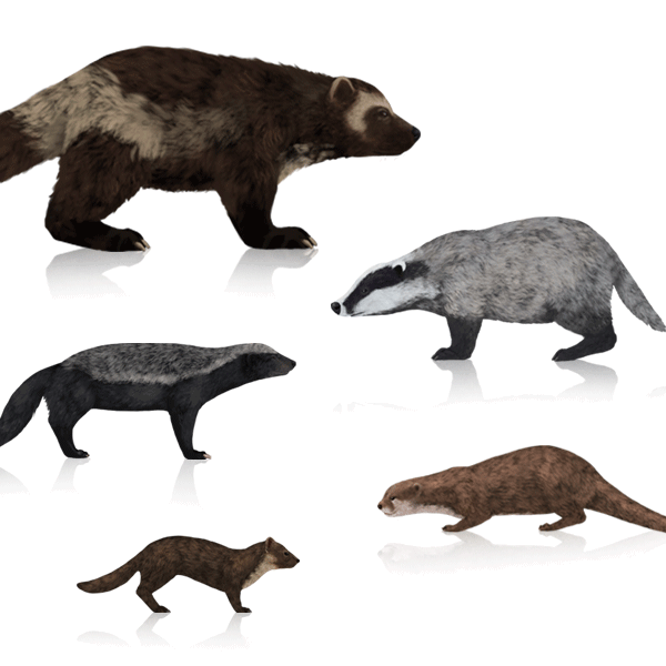 How to draw wolverines, badgers, otters and marten