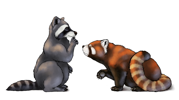 How to draw red pandas and raccoons