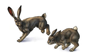 How to draw hares and rabbits