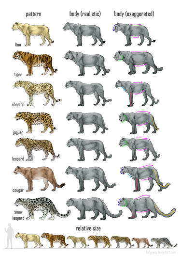 Big cats comparison: reference sheet