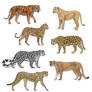 How to draw big cats