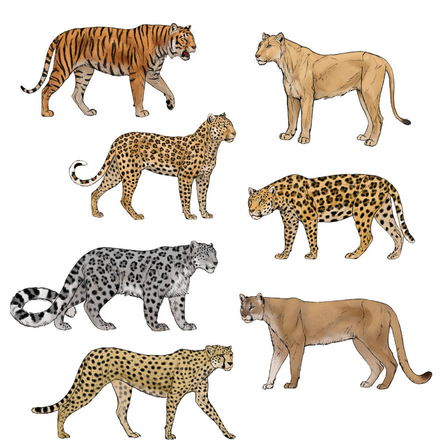 Тигр лев жираф слон. Тигр Лев леопард Ягуар гепард. Гепард леопард Ягуар Пума. Тигры львы леопарды гепарды пантеры. Гепард , леопард , Ягуар и Барс.