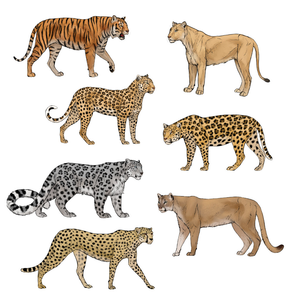 How to draw big cats by MonikaZagrobelna on DeviantArt