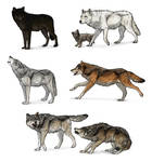 How to draw wolves: a complete tutorial