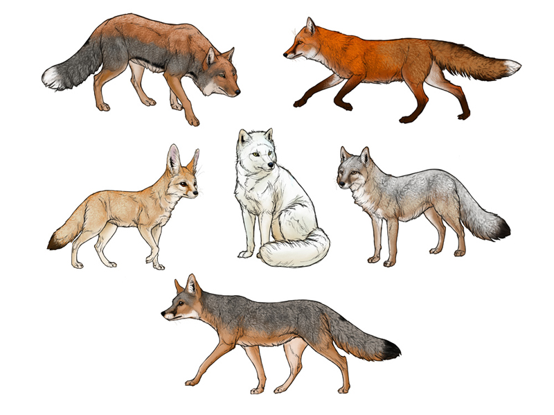 How to draw foxes
