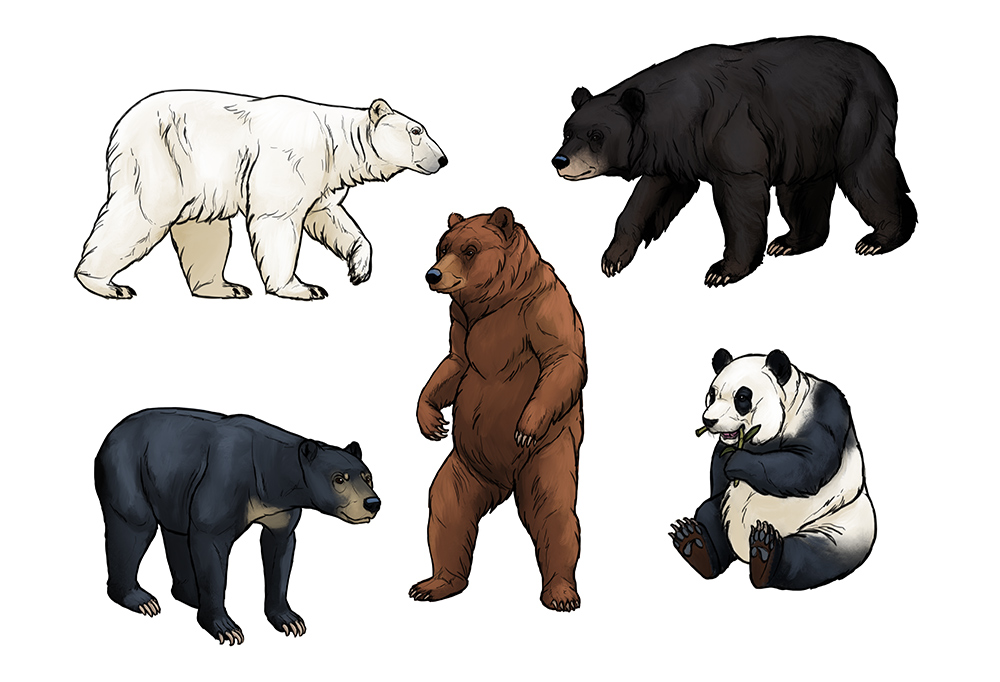 How to draw bears