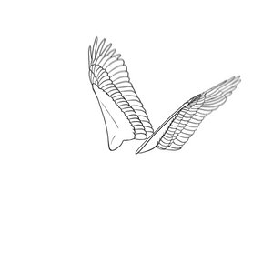 Bird Wings Animation + free template