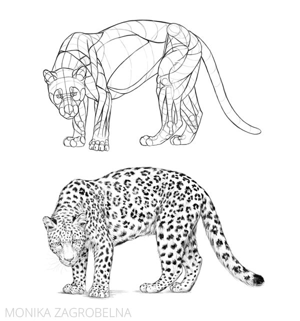 I've created an animal anatomy course! by MonikaZagrobelna on DeviantArt