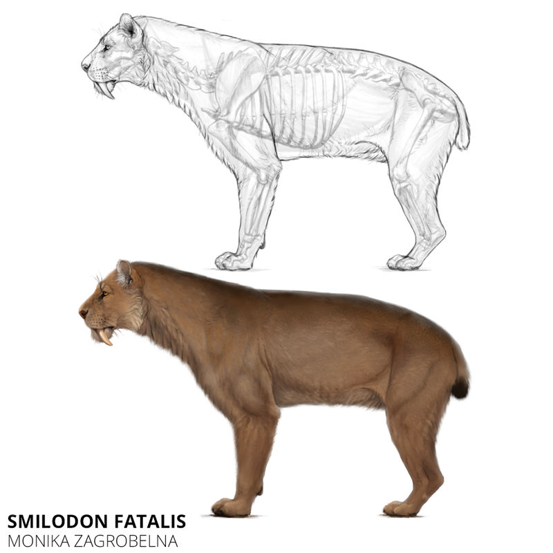 Smilodon Tibia Smilodon fatalis full reconstruction by MonikaZagrobelna on DeviantArt