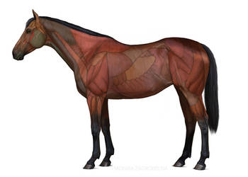 Horse Anatomy Diagrams