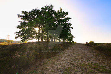 Sunrise in the Lneburg Heath