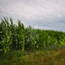 Cornfield