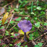 Little Purple Mushroom