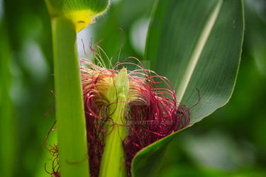Corn Blooming
