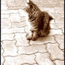 Standing Still