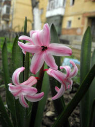 Pink hyacinthus