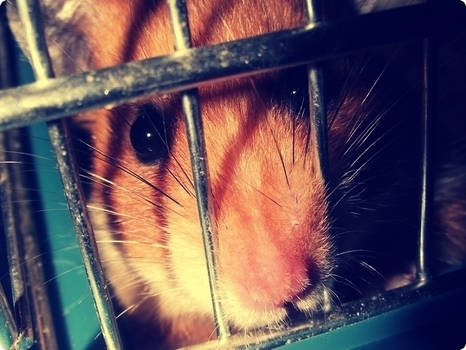 Jail Rodent..