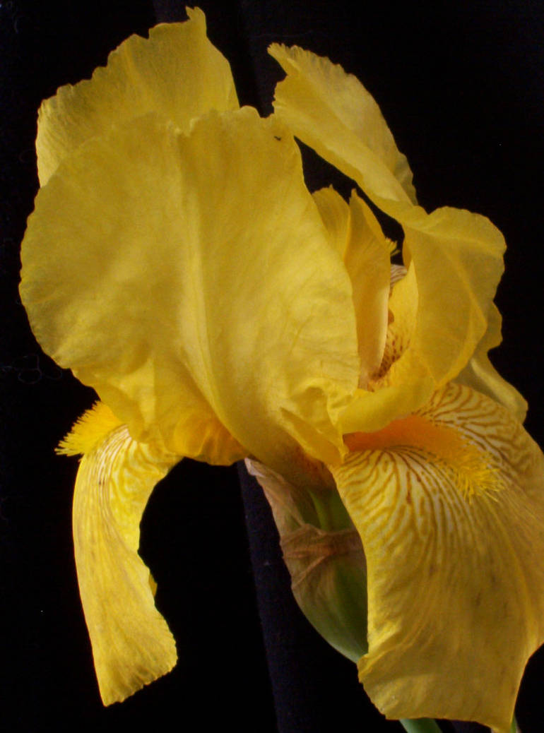 Golden Iris By WrainDown On DeviantArt golden-iris-by-wraindown-on-deviantart