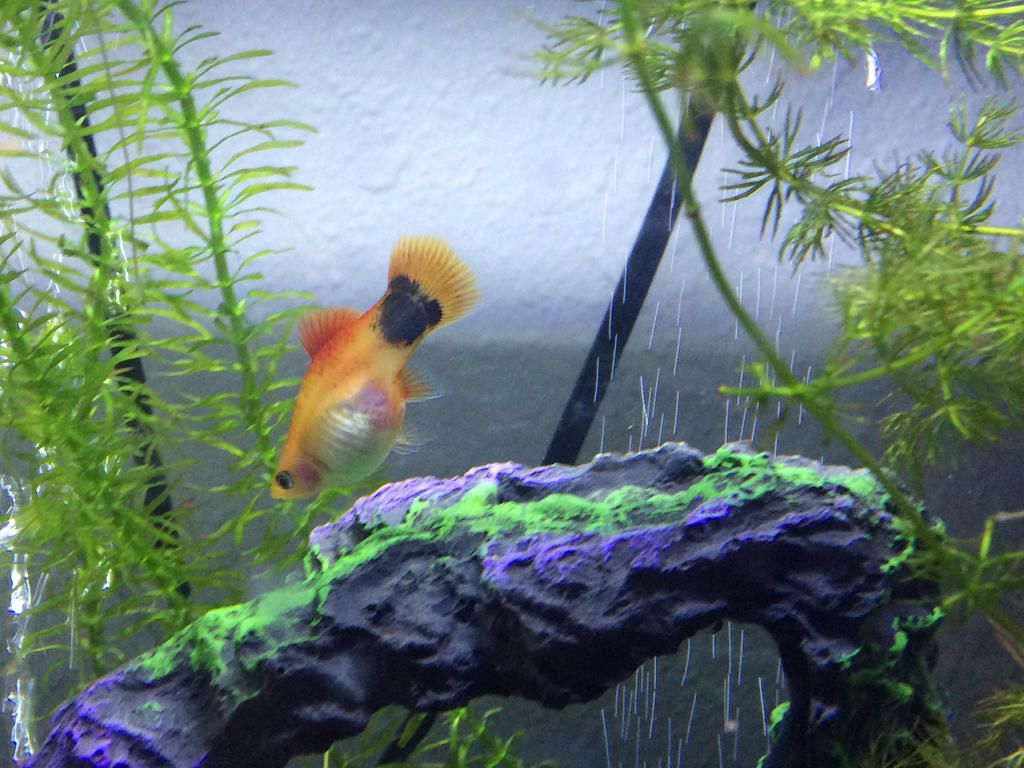 Crescent Mickey Tail Platy