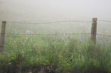 foggy fence