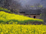 Yellow Flowers and Farmhouse, China by Art-of-Eric-Wayne