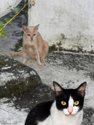 Composition with feral temple cats, Chiangmai by Art-of-Eric-Wayne