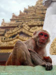 Mount Popa Monkey with baby, Burma by Art-of-Eric-Wayne