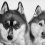 Huskies Pencil Portrait Drawing