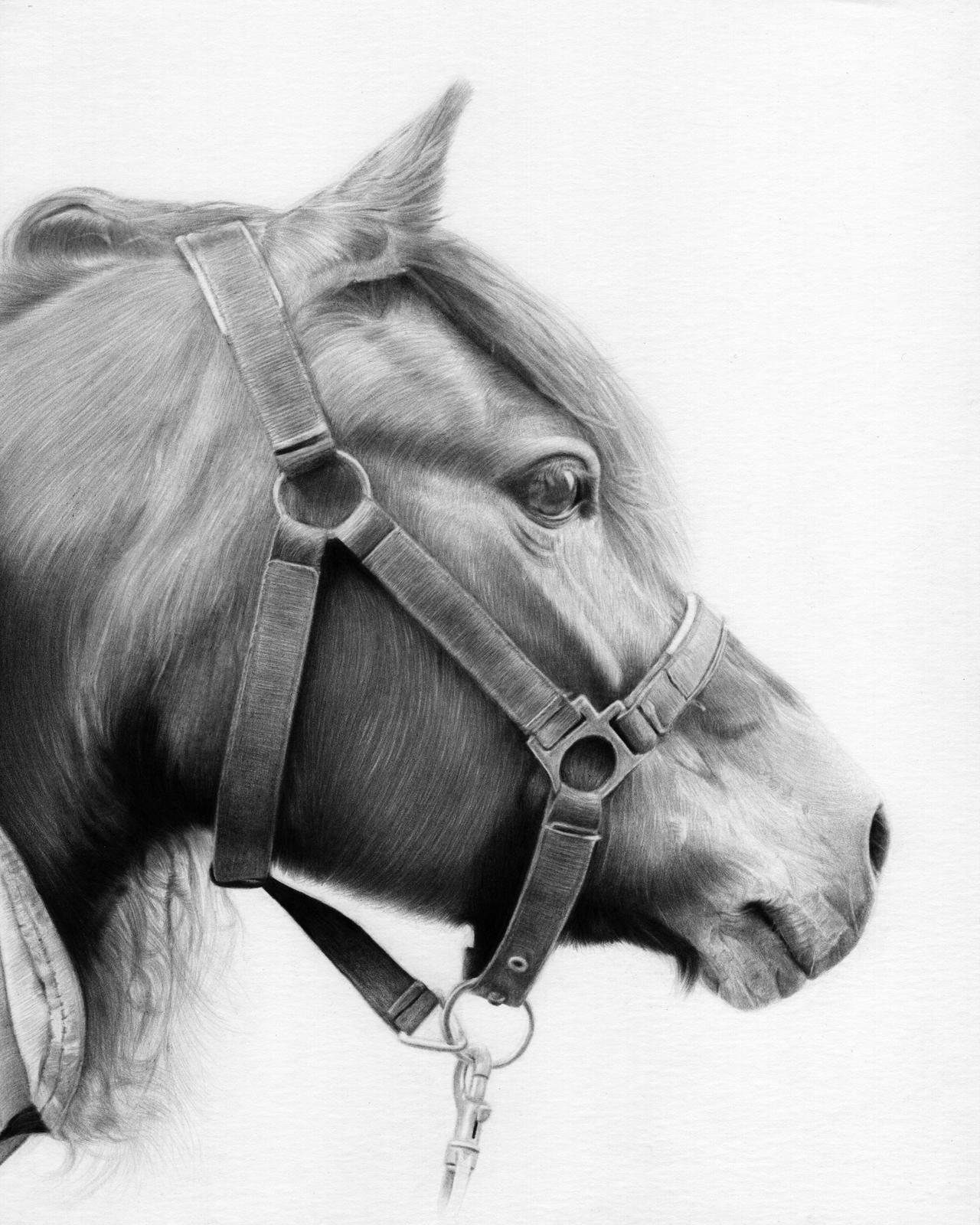 Horse Pencil Portrait Drawing By Joshua Laming On DeviantArt horse-pencil-portrait-drawing-by-joshua-laming-on-deviantart