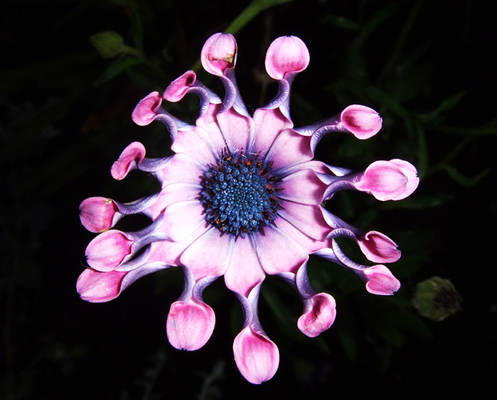 alien flower