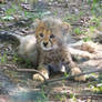 Cheetah cub