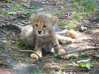 Cheetah cub