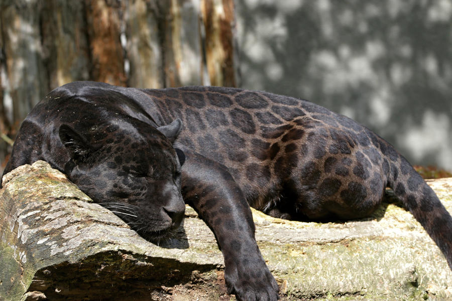 Black Jaguar 3 By Tigerlover4 On DeviantArt black-jaguar-3-by-tigerlover4-on-deviantart