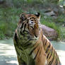 Tigress 33