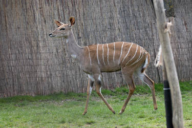 Lesser kudu