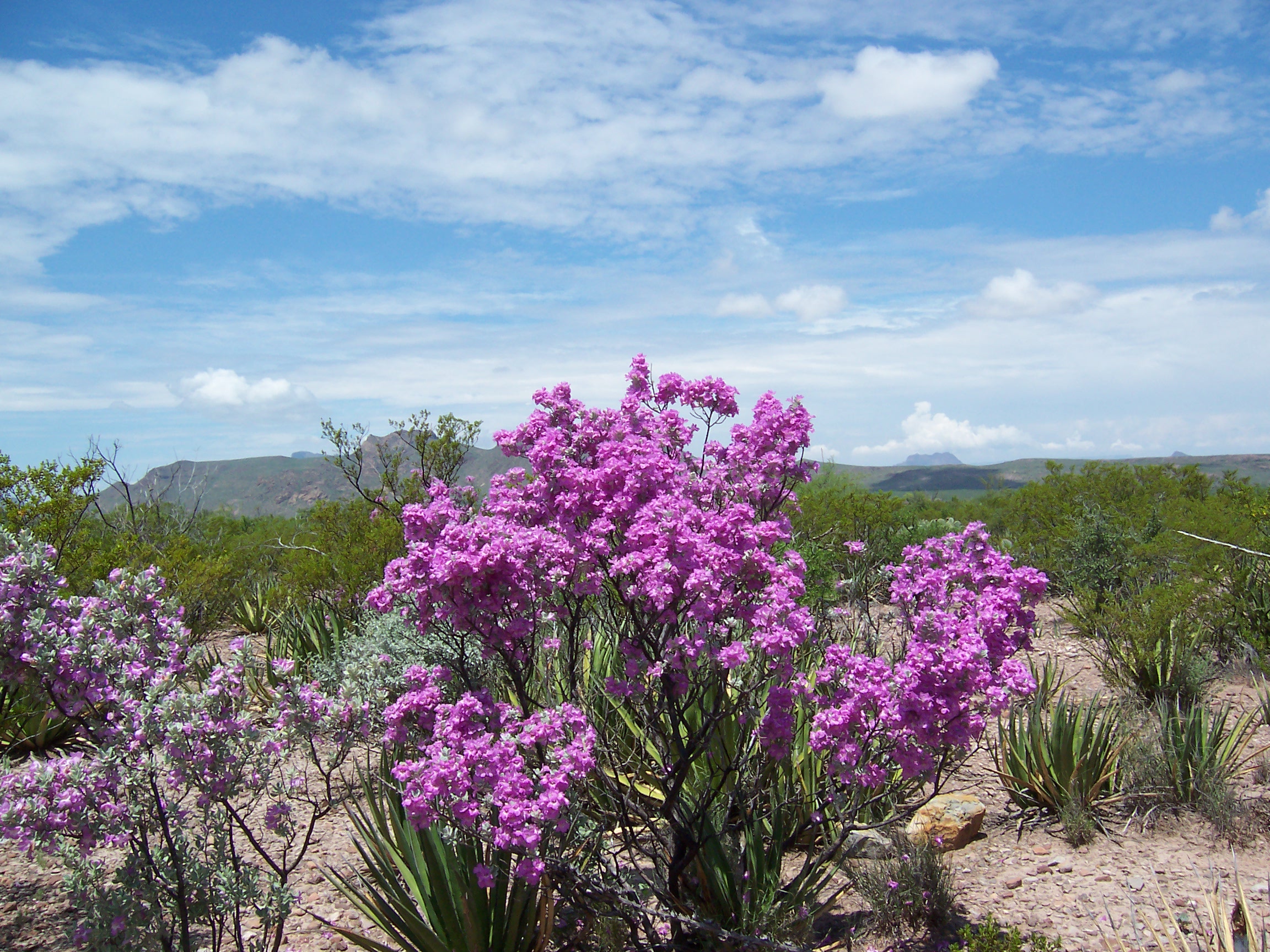 Cenoza Bush