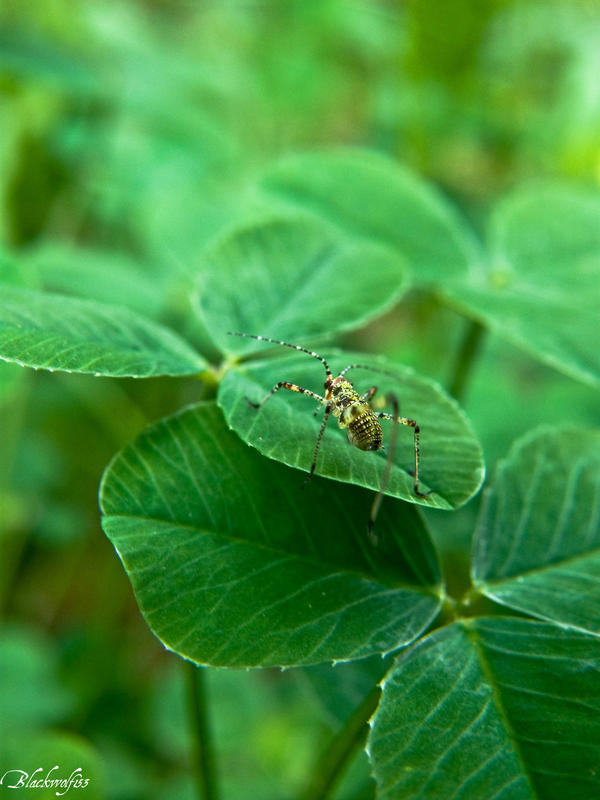 grasshopper in clovers