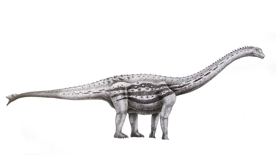 Spinophorosaurus nigerensis