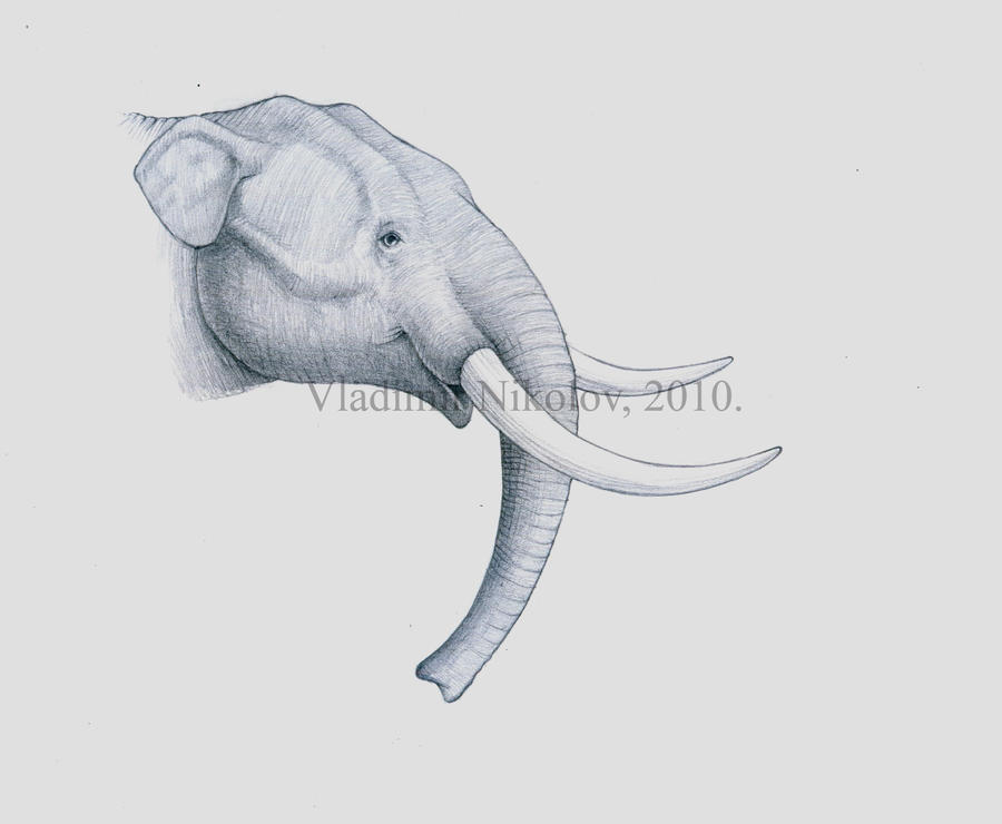 Primelephas gomphotheroides